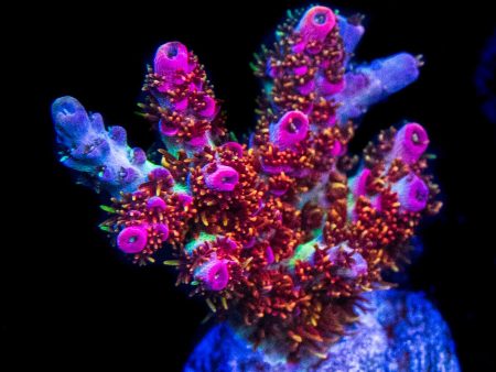 WWC Jello Shot Acropora Online Hot Sale