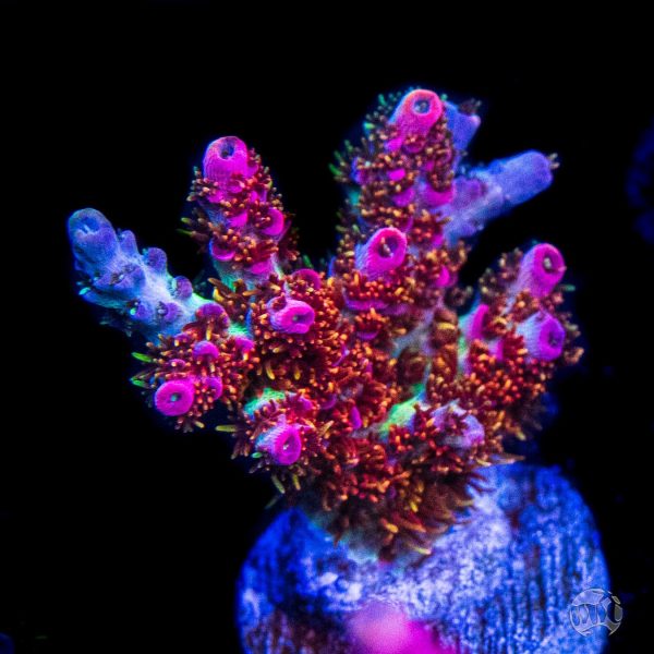 WWC Jello Shot Acropora Online Hot Sale