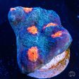 WWC Pumpkin Head Chalice Coral Online now