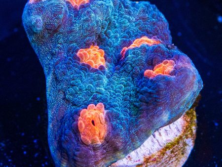 WWC Pumpkin Head Chalice Coral Online now