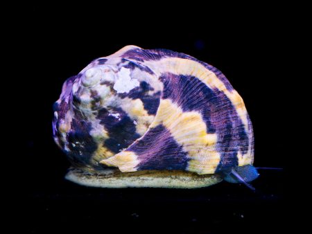 Zebra Turbo Snail on Sale