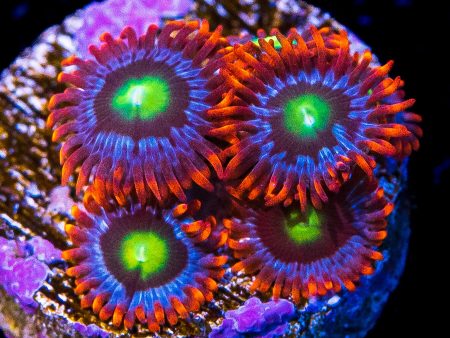 WWC Monster Mash Zoanthids Fashion