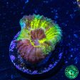 Vibranium Favia Coral Online Hot Sale