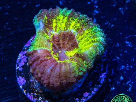 Vibranium Favia Coral Online Hot Sale