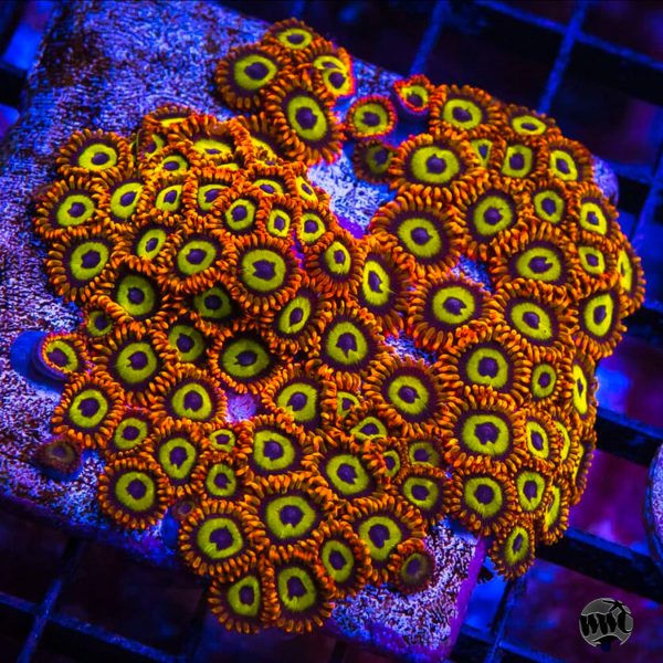 Fruit Loopz Zoanthids Online Hot Sale