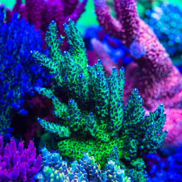 JKR Rainbow Acropora Online Hot Sale