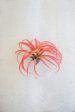 10  Flocking Red Airplant Sale